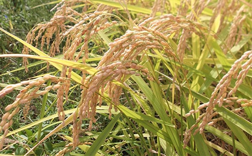 75-7N03Z【12ヶ月連続お届け】新潟県長岡産コシヒカリ3kg（特別栽培米）【2026年2月発送開始】