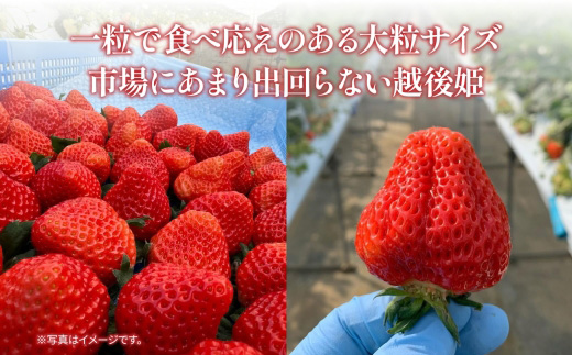 O9-13新潟県長岡産いちご「越後姫」420g 2パック