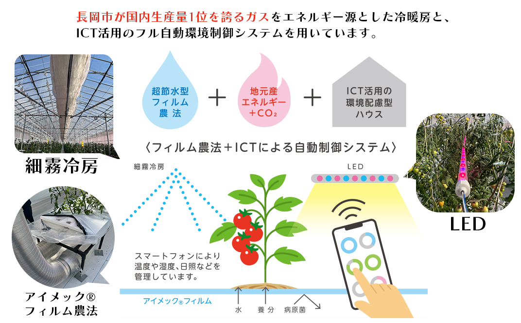 Q0-01これからのトマト 45粒