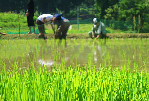 H4-16A壱醸 無濾過純米酒 1800ml（長岡市旧栃尾地区棚田産越淡麗100%）【越銘醸】
