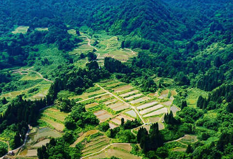 H4-60B純米大吟醸 ドメーヌ越の鶴 1800ml【越銘醸株式会社】（2026年5月上旬以降発送）