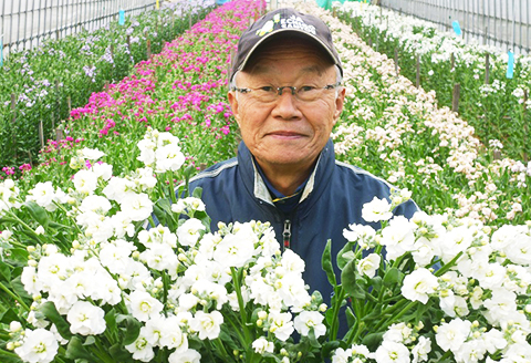 E0-01長岡産(寺泊野積)ストック切り花～きれい、長持ち、香り・ボリューム・花色豊富～