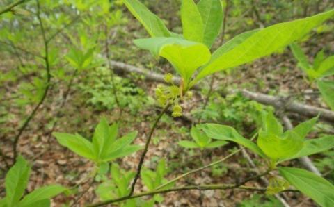 12-06Aくろもじ茶＆リラックススプレーセット