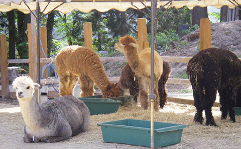 G2-01山古志産のアルパカ雑貨～アルパカ＆どんぐりストラップ/アルパカのきもちfrom山古志～