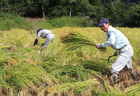 43-03杜々の妖精コシヒカリ6kg（2kg×3袋）全国名水百選栃尾産