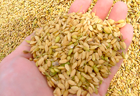 H4-48B想天坊 純米にごり生酒 720ml×２本【河忠酒造】（2025年11月下旬以降発送）