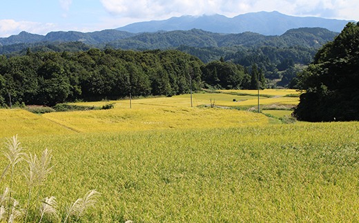 43-12【6ヶ月連続お届け】杜々の妖精コシヒカリ5kg（全国名水百選栃尾産）