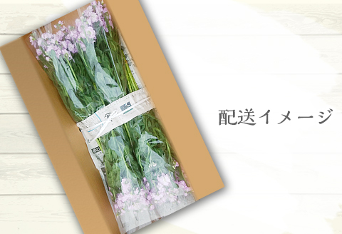 E0-01長岡産(寺泊野積)ストック切り花～きれい、長持ち、香り・ボリューム・花色豊富～