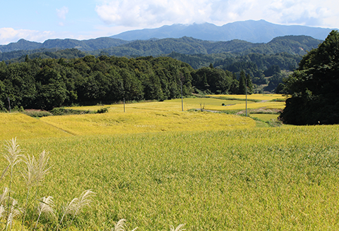 43-03杜々の妖精コシヒカリ6kg（2kg×3袋）全国名水百選栃尾産