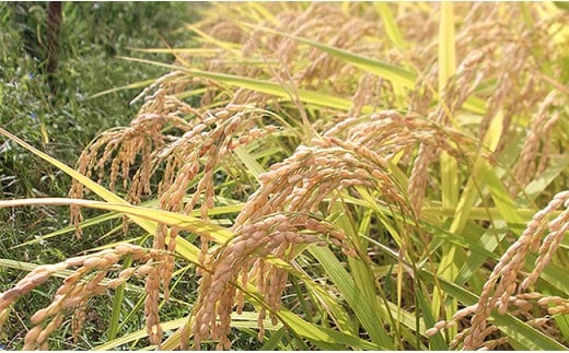 B7-7K053A【3ヶ月連続お届け】魚沼産コシヒカリ5kg（長岡川口地域）