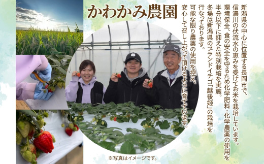 O9-12新潟県長岡産いちご「越後姫」420g 1パック