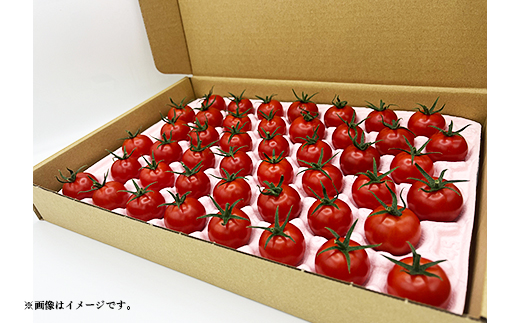 Q0-01これからのトマト 45粒