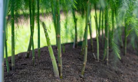 先行予約 アスパラガス 太目(LA) 約1kg 約1kg [2025年5月頃から順次発送予定] 令和7年産 [飯塚農園] 【012S004】