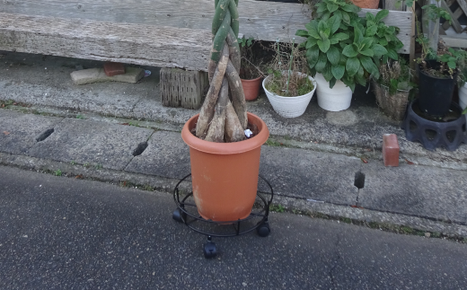 キャスター付鉢のせ台 L 植木鉢台 室内利用可 屋外 園芸用品 [株式会社オビタス] 【013S078】