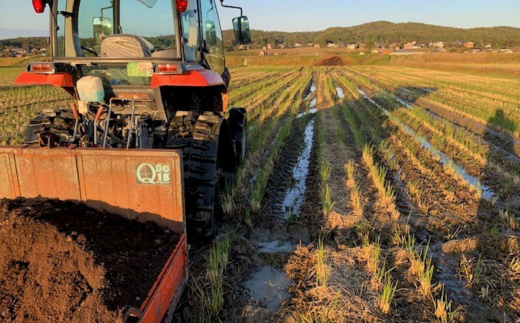 新潟県認証特別栽培米 下田コシヒカリ 15kg 令和7年産 三条市産 こしひかり [堀江農園]【030S050】