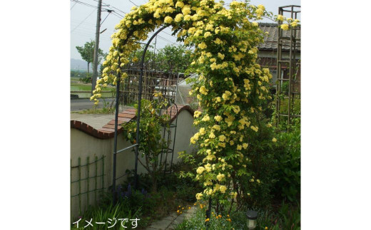 Green Garden 組立式 角パイプ製フラワーアーチ クレメント:160cm幅 ガーデニング シンプル 【103S001】