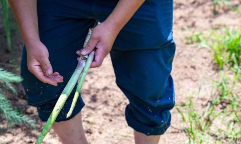 先行予約 アスパラガス 太目(LA) 約1kg 約1kg [2025年5月頃から順次発送予定] 令和7年産 [飯塚農園] 【012S004】