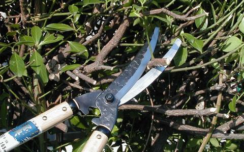 剪定型刈込鋏 調質剪定刈込 燕三条製 園芸・庭仕事に【011P058】