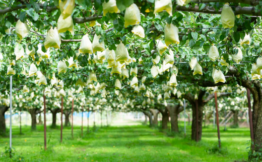地元・燕三条で人気 吟醸酒＆リキュール飲み比べセット 日本酒 ルレクチェのお酒 洋ナシのリキュール（720ml、500ml各1本） #居酒屋新幹線2 [福顔酒造]【011S173】