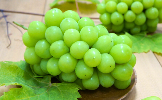 先行予約 シャインマスカット 2房 約1.2kg [9月上旬から発送予定] 令和7年度 新潟県 三条市産 ぶどう [マツシタ]【020S061】