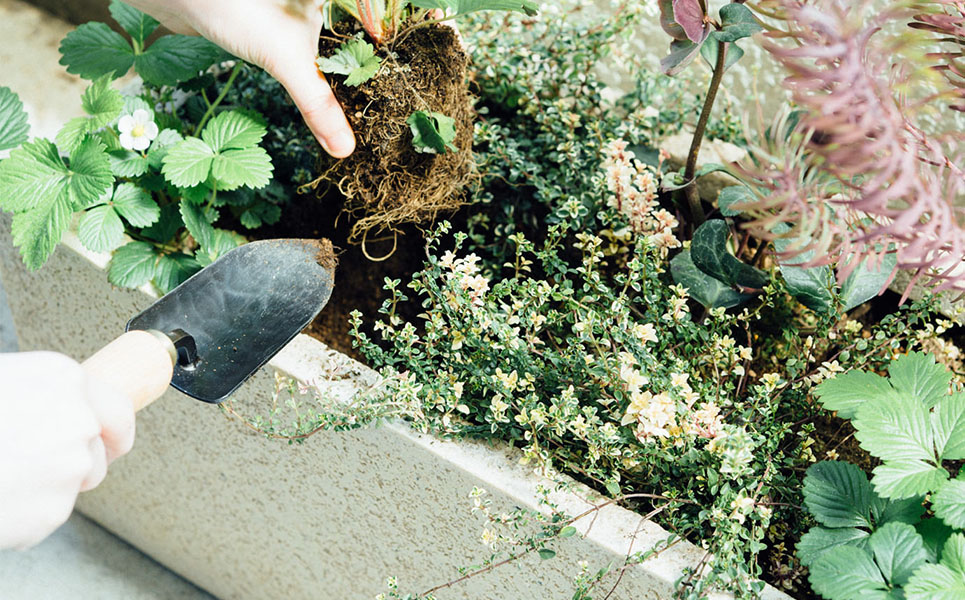 [近藤製作所] ガーデニングに 移植ゴテ（いしょくごて）大【016P046】