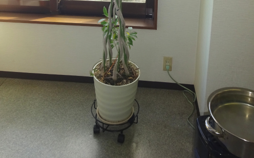 キャスター付鉢のせ台 M 植木鉢台 室内利用可 屋外 園芸用品 [株式会社オビタス] 【011S155】