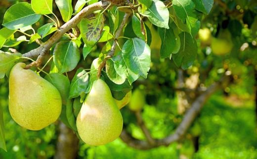 地元・燕三条で人気 吟醸酒＆リキュール飲み比べセット 日本酒 ルレクチェのお酒 洋ナシのリキュール（720ml、500ml各1本） #居酒屋新幹線2 [福顔酒造]【011S173】