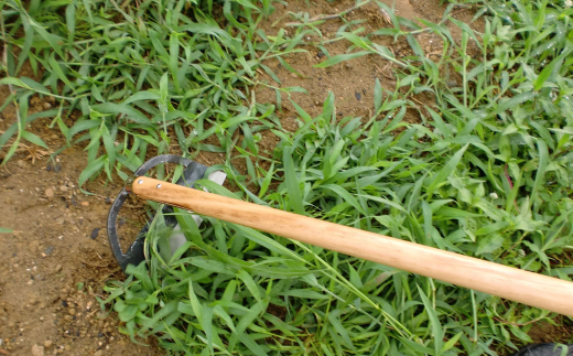 草削り立鎌210mm 刃先カバー付 草刈り 除草道具 園芸用品 燕三条製 [相田合同工場] 【022S055】