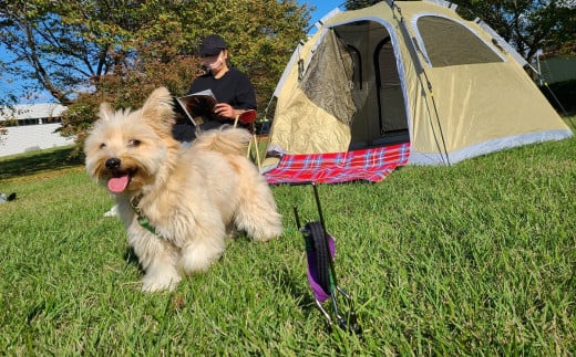 ハンマー不要のドッグアンカー [くるくるワンワン] ケース付 耐荷重約60kg 伸縮リード使用可 ステンレス製 燕三条製 ペット用品 キャンプ用品 アウトドア用品 【026S014】