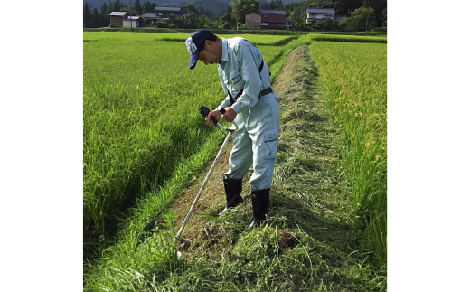 新潟県認証特別栽培米 下田コシヒカリ 15kg 令和7年産 三条市産 こしひかり [堀江農園]【030S050】