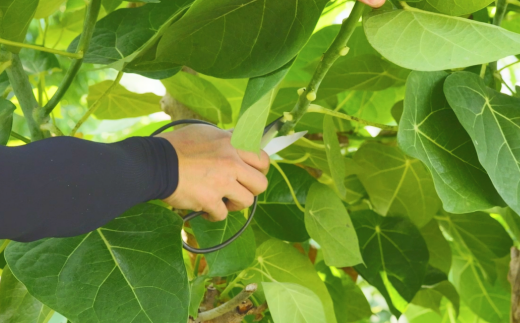 大久保植木屋鋏 [外山刃物] 【022S058】