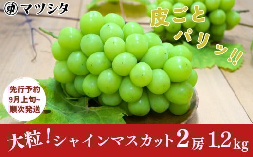 先行予約 シャインマスカット 2房 約1.2kg [9月上旬から発送予定] 令和7年度 新潟県 三条市産 ぶどう [マツシタ]【020S061】