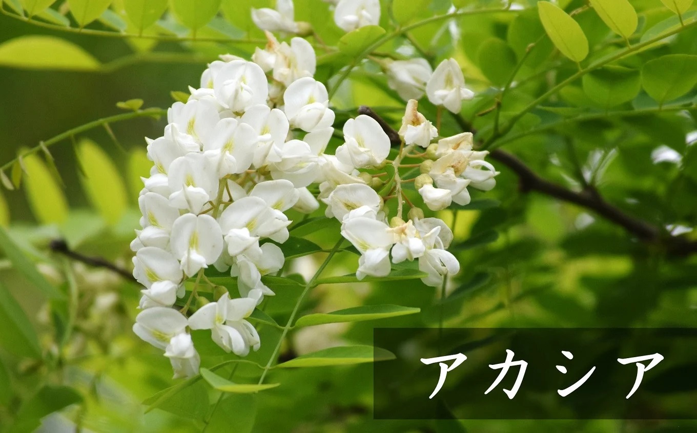 【令和7年産・数量限定】国産 非加熱 純粋はちみつ 600g×2種類（アカシア蜜・黒花槐蜜）食べ比べセット 柏崎産[Y0451]