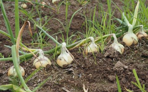 【先行予約・令和8年6月発送予定】おいしいね 新玉ねぎ サイズ無選別 8kg[ZA130]