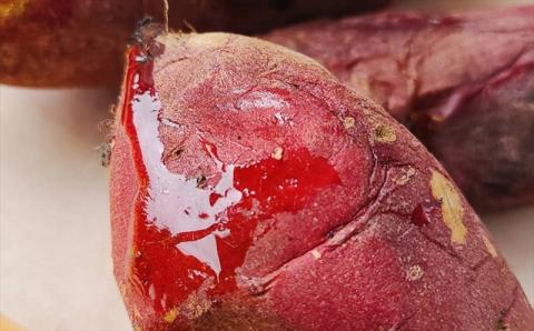 さつまいも 紅あずま 5kg 新潟県柏崎産 はまたろう【数量・期間限定】[ZB570]