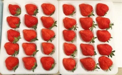 【先行予約・数量限定】越後姫 24～30粒 甘くてジューシー！新潟ブランドいちご ファームくじらなみより直送[ZB360]