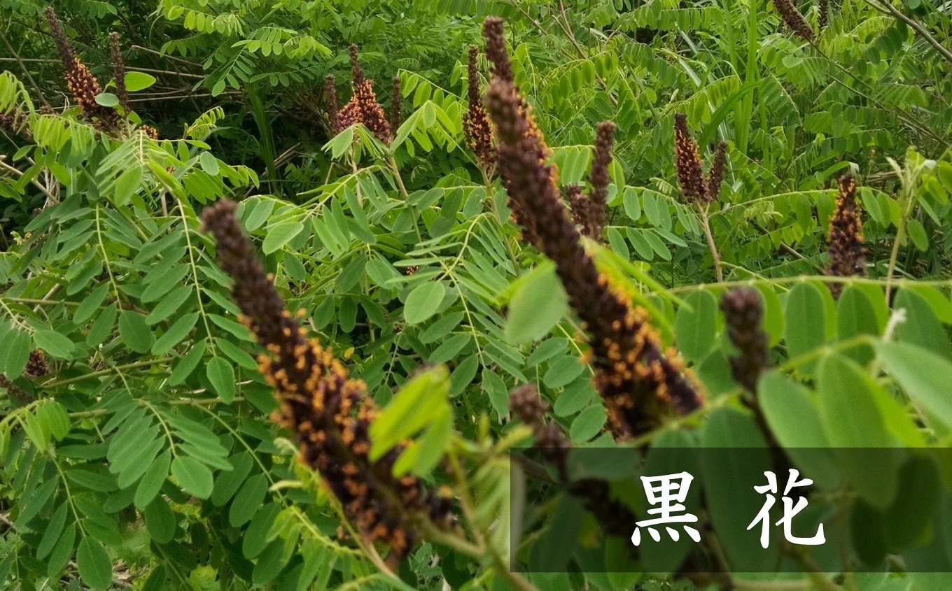 【令和7年産・数量限定】国産 非加熱 純粋はちみつ 600g×2種類（アカシア蜜・黒花槐蜜）食べ比べセット 柏崎産[Y0451]