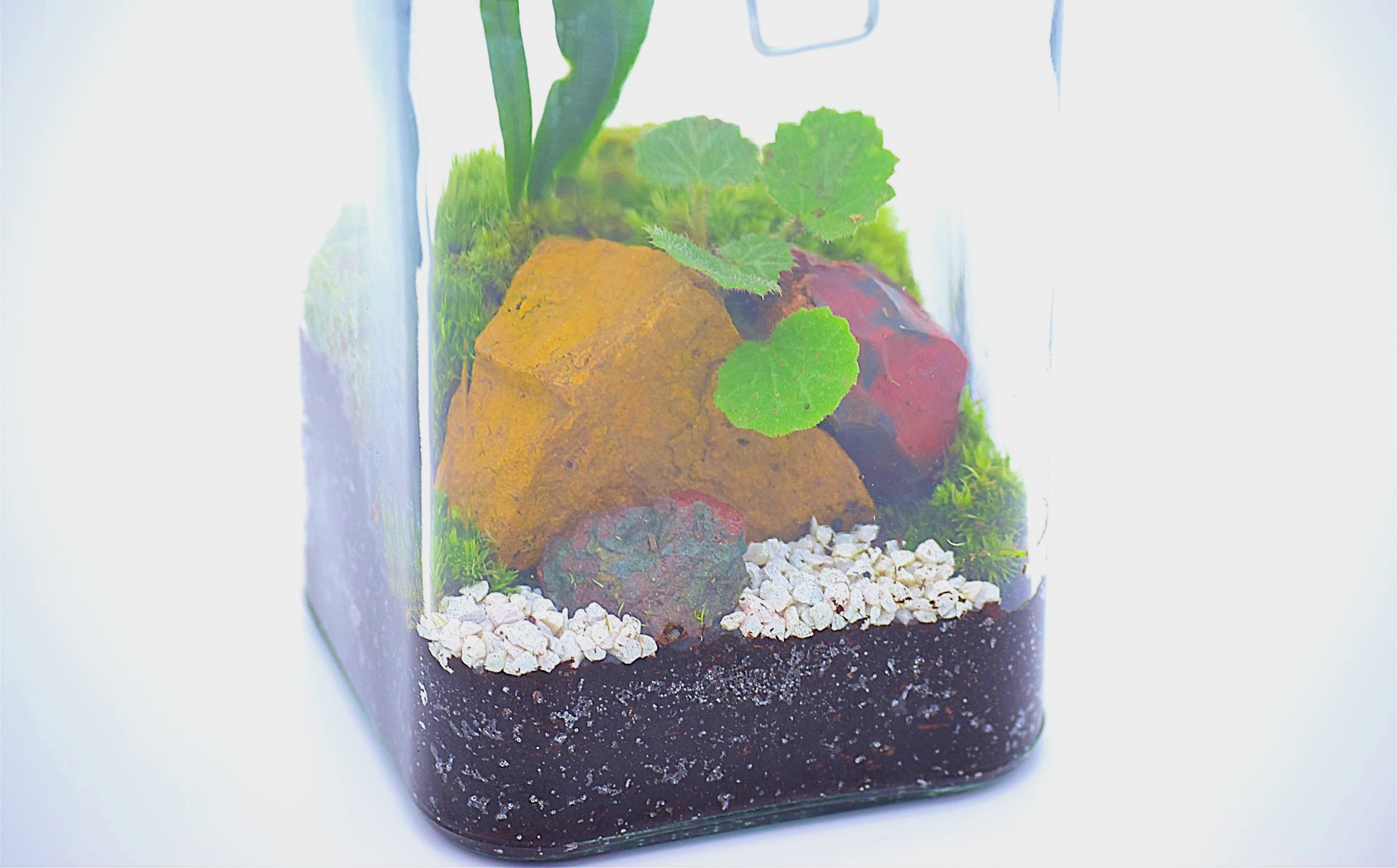 素心園のボトルガーデン（ガラスビンに入った苔テラリウム）