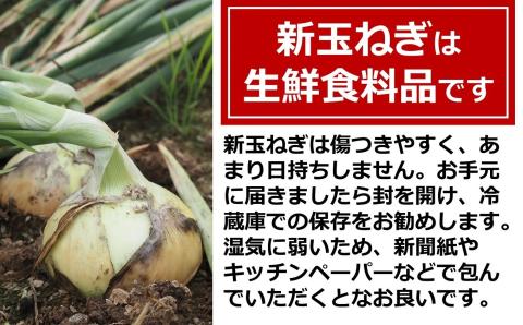 【先行予約・令和8年6月発送予定】おいしいね 新玉ねぎ サイズ無選別 8kg[ZA130]