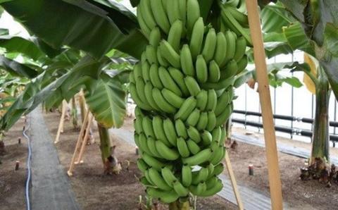 【雪国新潟産バナナ】3本（350g）濃厚な甘さともっちり食感！安心安全の越後バナーナ[ZB325]