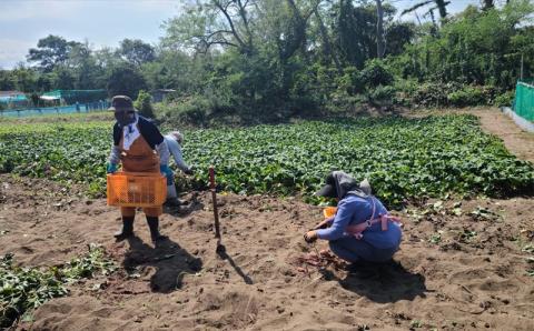 さつまいも 紅あずま 5kg 新潟県柏崎産 はまたろう【数量・期間限定】[ZB570]