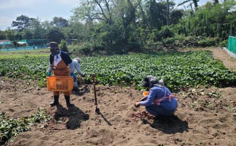 さつまいも専門店の素材の味そのまま「さつまいもチップス」 120g（30g×4個）紅あずま【数量・期間限定】[ZA112]