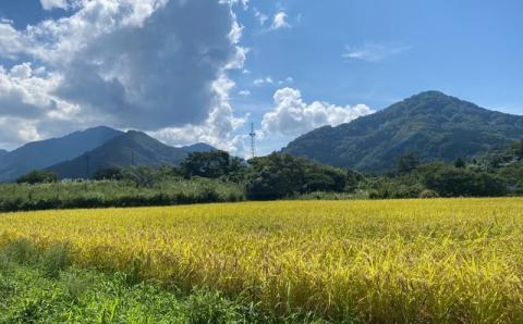 【令和7年産新米】新潟県特別栽培米 コシヒカリ 無洗米 5kg 望月鉄心が育てたお米[ZB467]