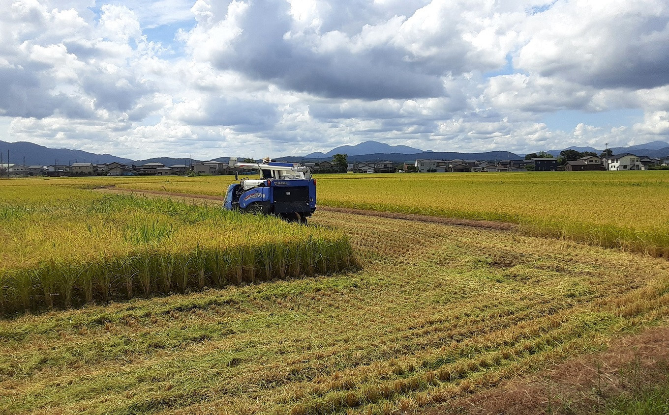 コシヒカリの稲穂 飾り素材 インテリア用
