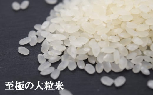 【令和7年産新米】コシヒカリ 無洗米 3kg（300gボトル×10本） 重米2.0シリーズ 至極の大粒米 [Y0491]