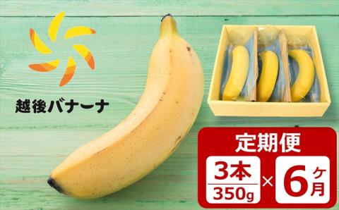 【定期便・雪国新潟産バナナ】3本（350g）×6回 濃厚な甘さともっちり食感！安心安全の越後バナーナ