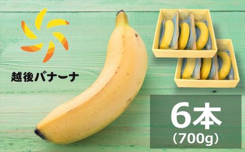 【雪国新潟産バナナ】6本（700g）濃厚な甘さともっちり食感！安心安全の越後バナーナ