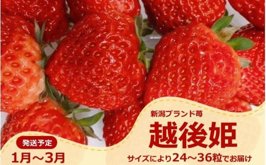【先行予約・1月～発送】新潟のお姫様いちご♪越後姫（24～36粒）新潟県オリジナル品種[ZB618]