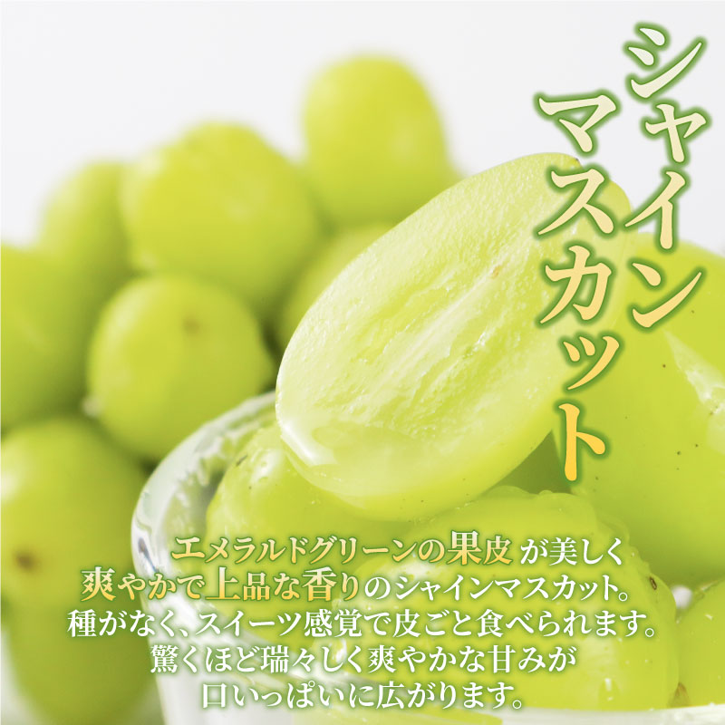 2026年先行予約 シャインマスカット 約1.2kg 2～3房 マスカット 果物 くだもの フルーツ スイーツ 葡萄 ブドウ ぶどう 髙橋農園 新潟県 新発田市 C06_01