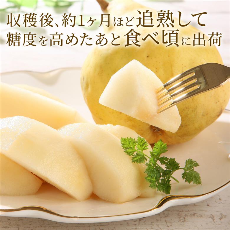 2025年産先行予約 西洋梨 ル・レクチェ 5~7玉 【 新潟県 新発田市 5〜7玉 ル・レクチェ ルレクチェ 西洋梨 西洋なし 洋ナシ 西洋 なし 梨 高橋農園 数量限定 C07_01 】